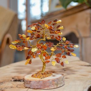 Ambre - Bonsaï