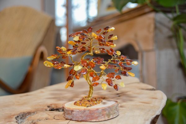 Ambre - Bonsaï